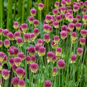 Allium Sphaerocephalon (x30)